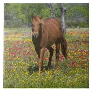 Cavalo Quarto de Milha em Campo de Flores Silvestr