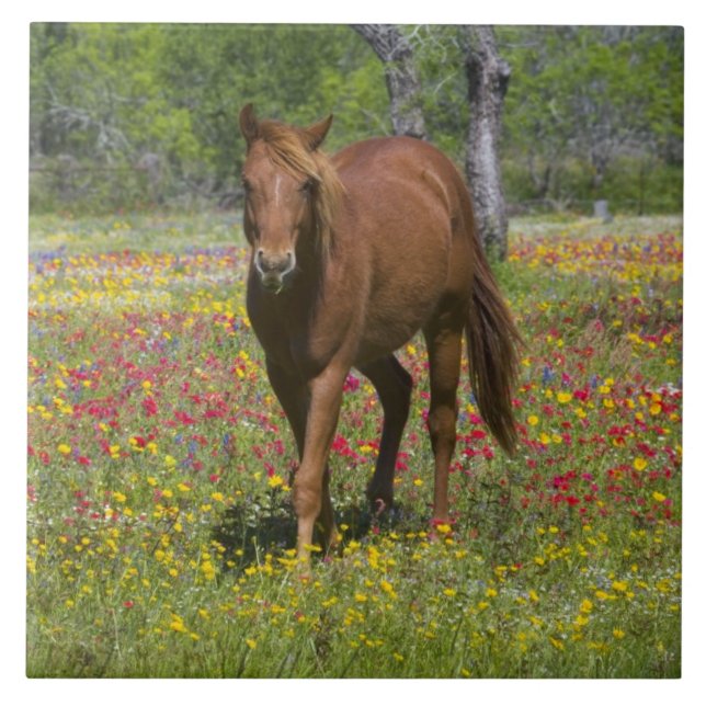 Cavalo Quarto de Milha em Campo de Flores Silvestr (Frente)