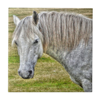 Cavalo Selvagem de Pônea Florestal Branca