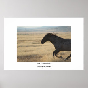 CAVALO SELVAGEM DE POSTER DE FOTOGRAFIA DE UTAH