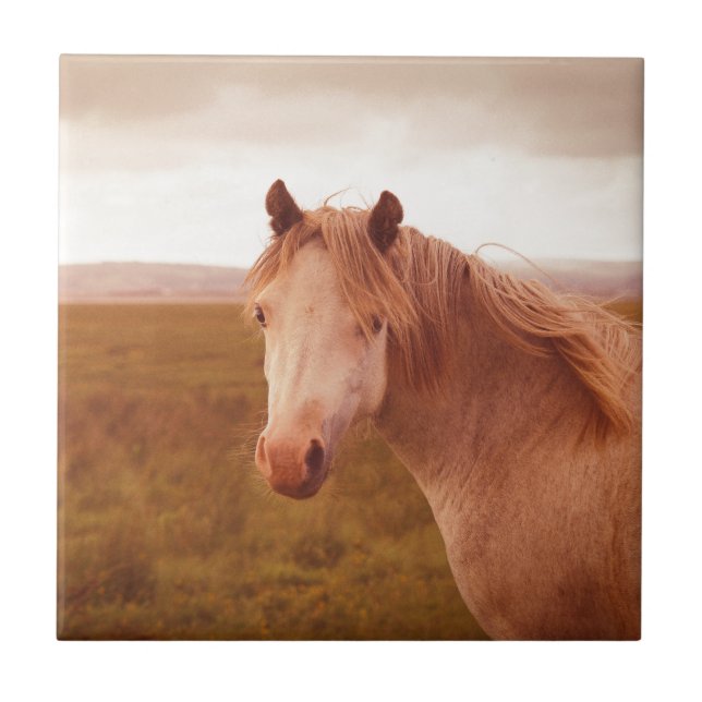 Cavalo selvagem do Vintage (Frente)