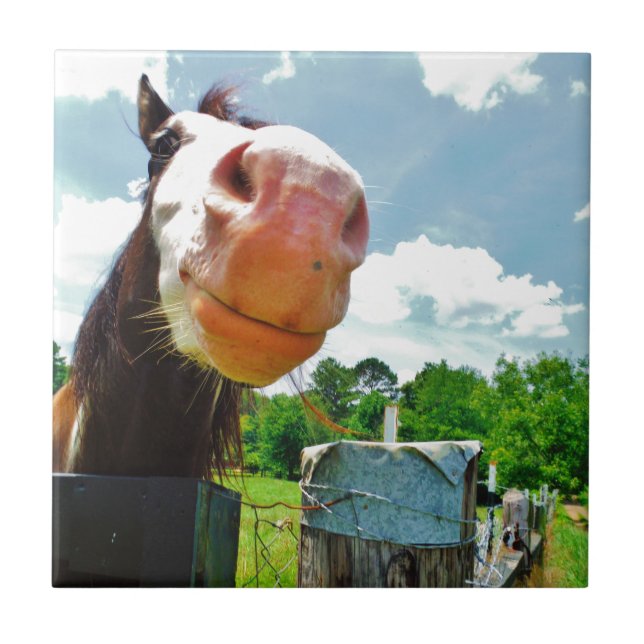 Cavalo Sorridente (Frente)