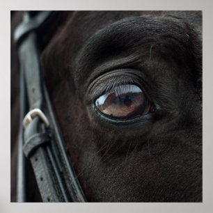 Cavalo Stallion Eye Photo Nature Wall Poster