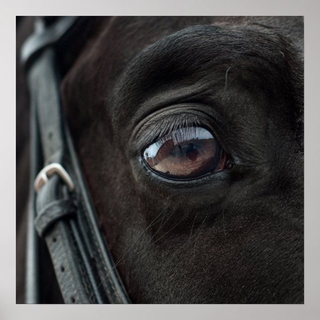 Cavalo Stallion Eye Photo Nature Wall Poster (Frente)