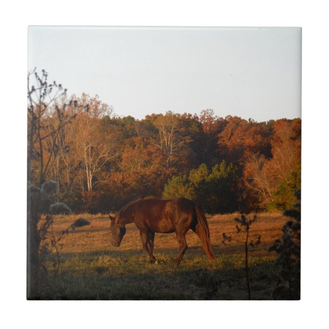 Cavalo Vermelho Brown, bosque de outono. (Frente)