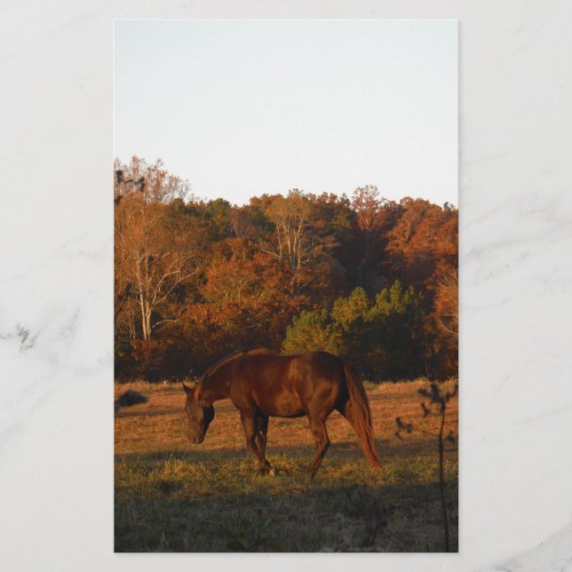 Cavalo Vermelho Brown, bosque de outono. (Frente)