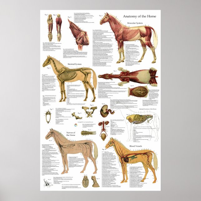 Cavalo Veterinário Muscular Anatomia óssea Poster (Frente)