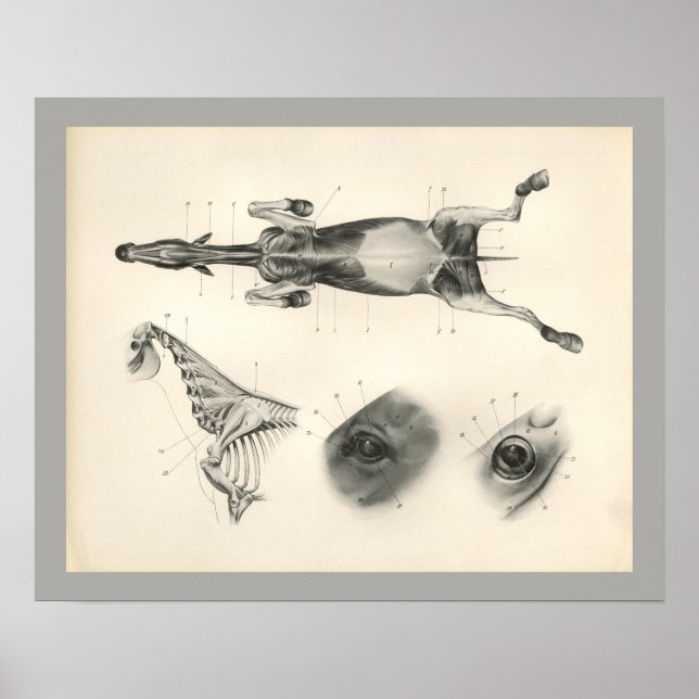 Cavalo Veterinário Musculoso Esqueleto Impressão (Frente)