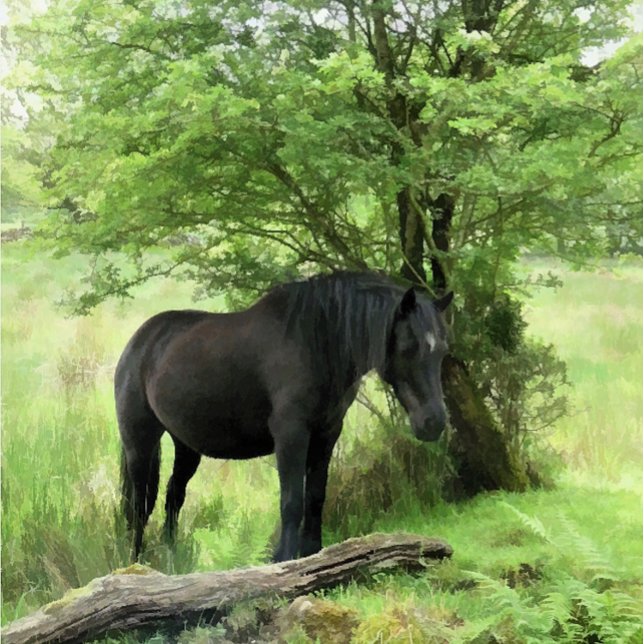 CAVALOS (A beautiful black mare resting in the shade of the tree.)