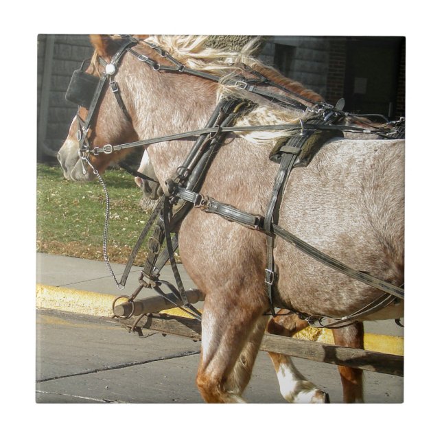 Cavalos bonito (Frente)