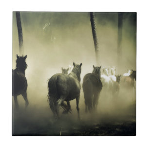 CAVALOS BONITO