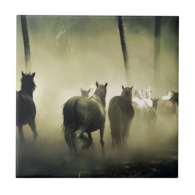 CAVALOS BONITO (Frente)