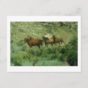 Cavalos com Cartão Postal