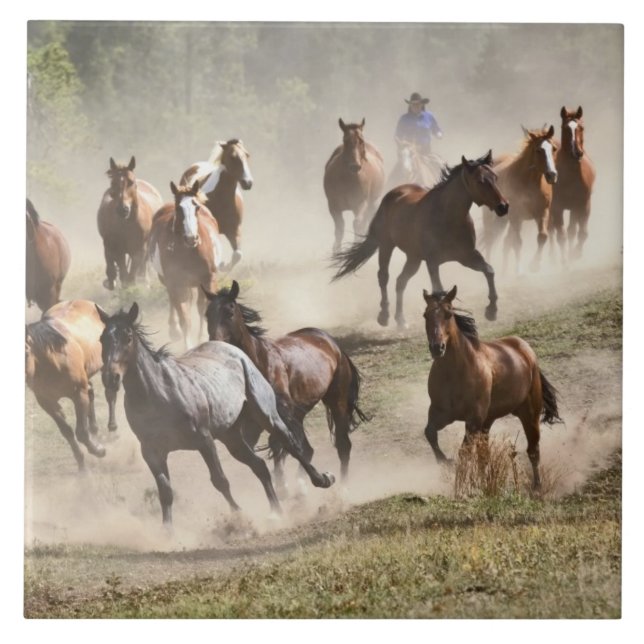 Cavalos correndo durante o arredondamento, Montana (Frente)