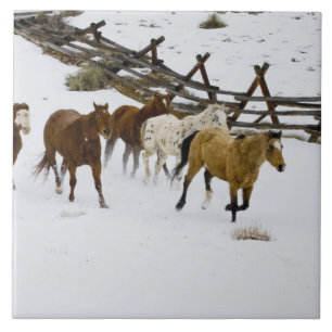 Cavalos correndo na neve