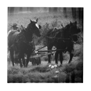 Cavalos de Amish no Hay Field Working