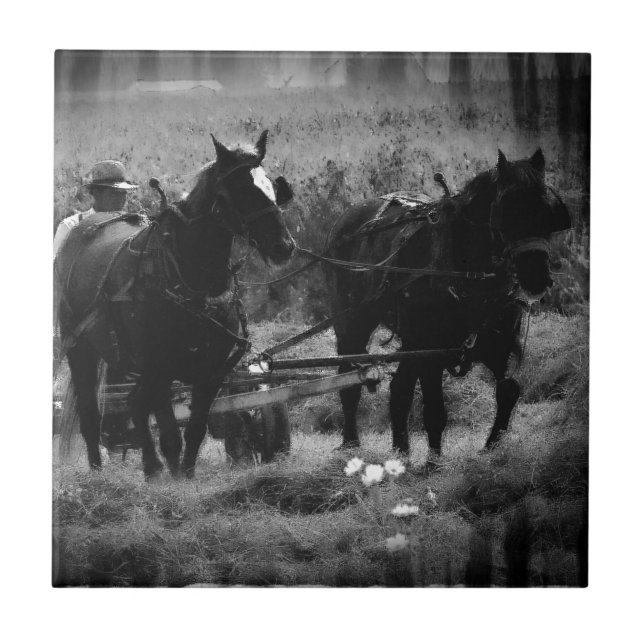 Cavalos de Amish no Hay Field Working (Frente)