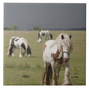 Cavalos de Clydesdale em um campo, Northumberland,
