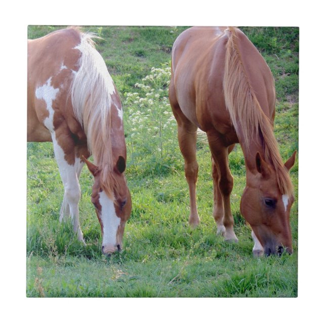 Cavalos de Cruzamento (Frente)