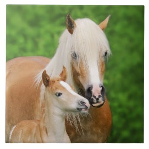 Cavalos de Haflinger Foto de Mãe Beijo Beija Besti