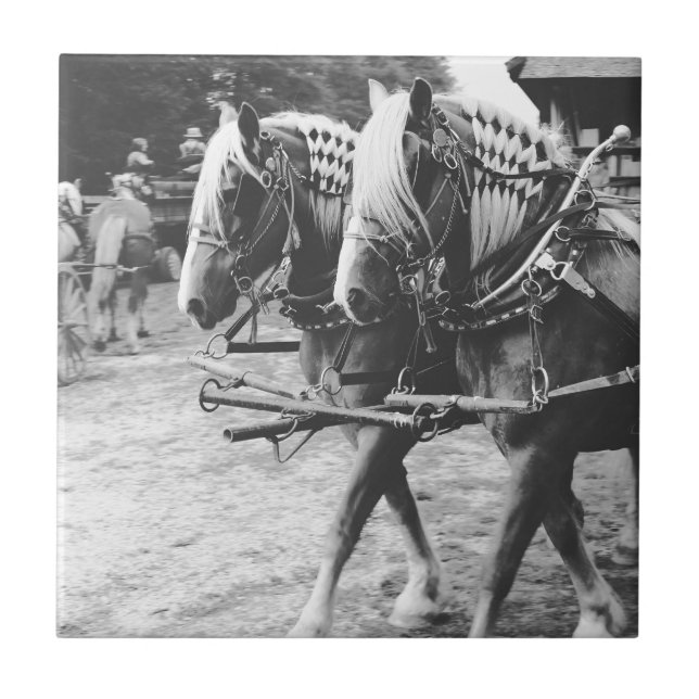Cavalos de Rascunho de Trabalho em Preto e Branco (Frente)