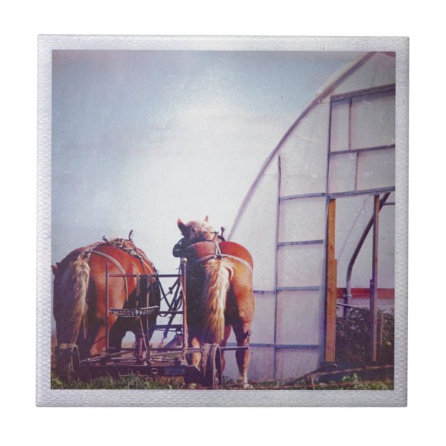 Cavalos De Rascunho Prontos Para Trabalho (Frente)