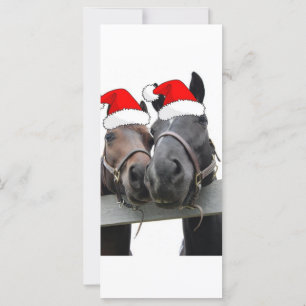 Cavalos do País de Natal