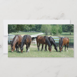 Cavalos do Quarto Doce