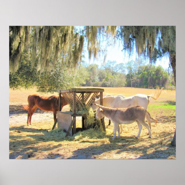 Cavalos e burros - Na Poster Fazenda (Frente)