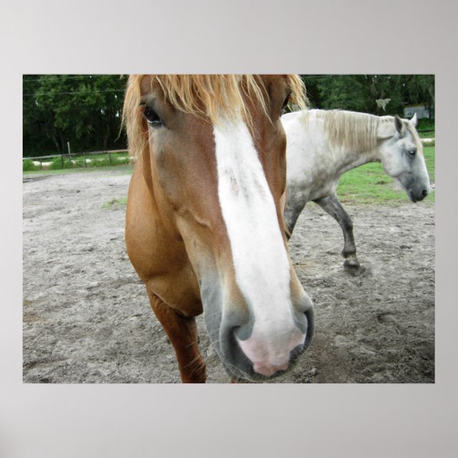 Cavalos em Ocala, na Flórida Art Poster (Frente)