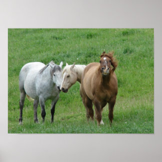 Cavalos Engraçados Poster