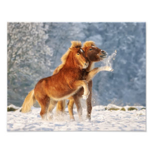 Cavalos Islandeses Brincando com a Foto Engraçada