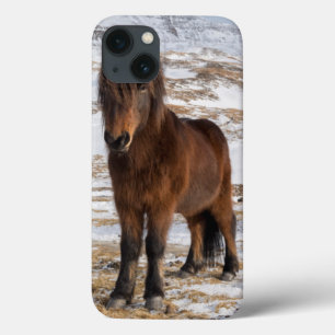 Cavalos Islandeses no Inverno