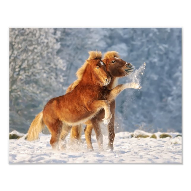 Cavalos Islandeses Tocando Foto Engraçada por Neve (Frente)