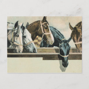 Cavalos Juntos cartão postal