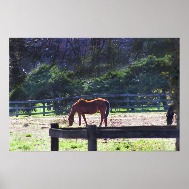 Cavalos na Poster da Fazenda (Frente)