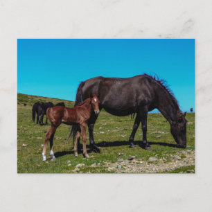 Cavalos no campo   Cartão postal para animais