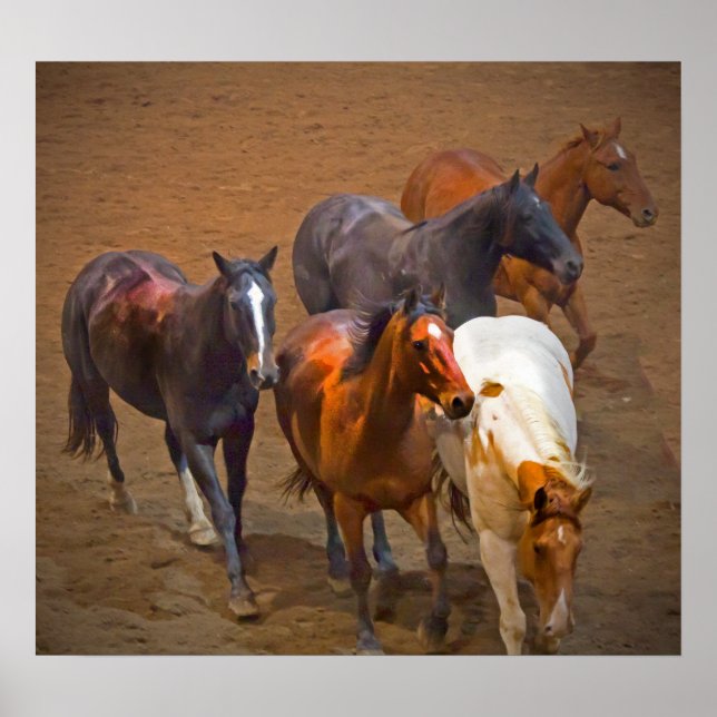 Cavalos Poster (Frente)
