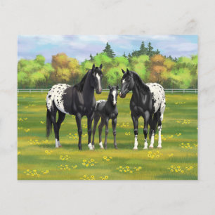 Cavalos Pretos De Appaloosa Em Pasto De Verão