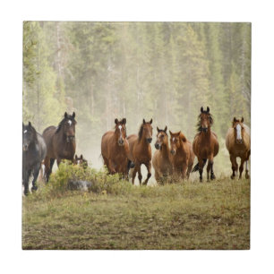 Cavalos que criaram colina pequena durante o arred