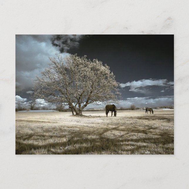 Cavalos que pastam o cartão (Frente)