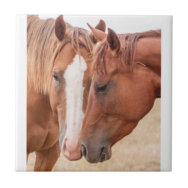 Cavalos que se infundem numa pastagem (Frente)