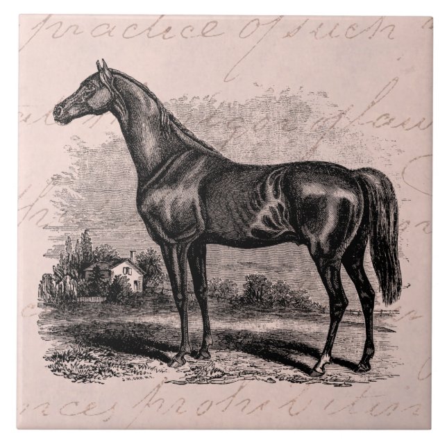 Cavalos retros do puro-sangue do cavalo de raça (Frente)