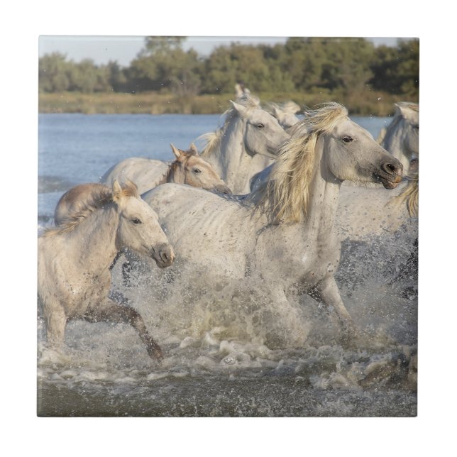 Cavalos Selvagens Correndo por um Rio (Frente)