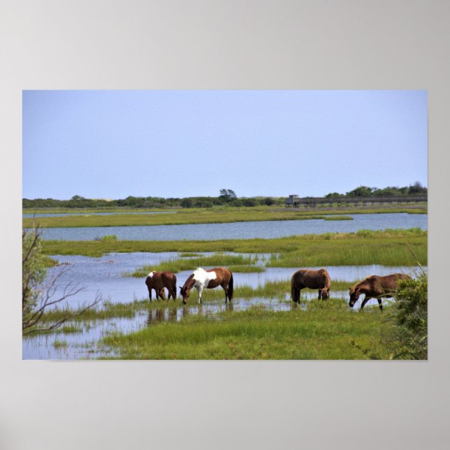 Cavalos Selvagens de Assateague Poster (Frente)