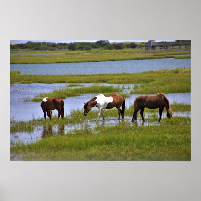 Cavalos Selvagens de Assateague Poster (Frente)
