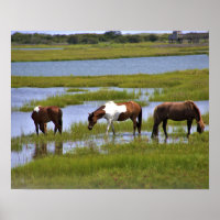 Cavalos Selvagens de Assateague Poster