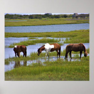 Cavalos Selvagens de Assateague Poster