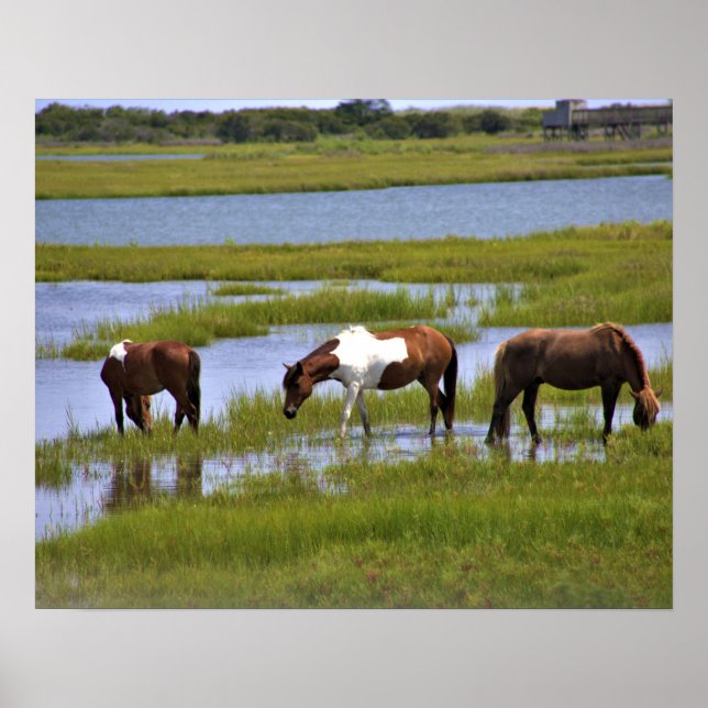 Cavalos Selvagens de Assateague Poster (Frente)
