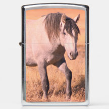 CAVALOS SELVAGENS DE UTAH ONAQUI HERD Zippo